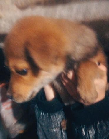 коне корсе: Собака даром: Дворняжка, 2 месяца, Самка — 6