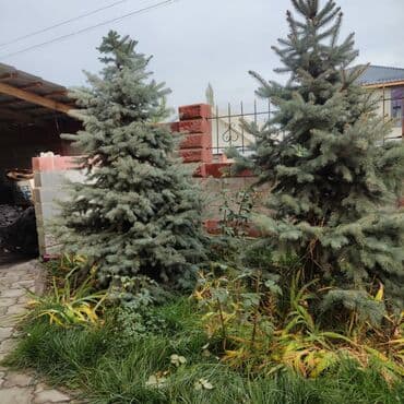 сам мойка аппарат цена бишкек: Көчөттөр дарактардын: Карагайлар, Өзү алып кетүү, Акылуу жеткирүү — 5