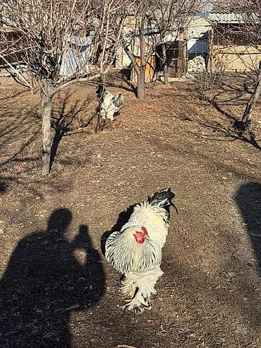 циплята брама: Продаю | Петух | Брама | Для разведения — 5