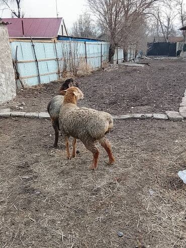 Кошки: Продаю | Овца (самка) | Для разведения — 6