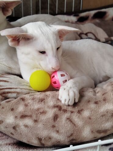 наполнители для кошек: Ориентальная, 4 месяца, Мальчик, Белый, Приучена к лотку, Проглистована, С документами — 20