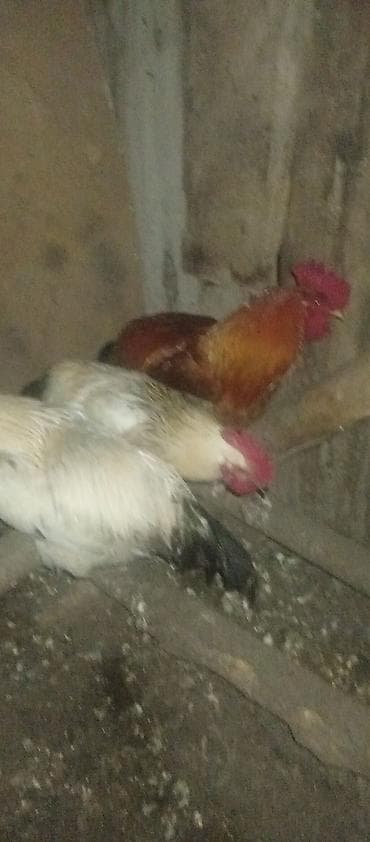 филе курицы: Продаю | Петух | Домашняя | Для разведения — 5