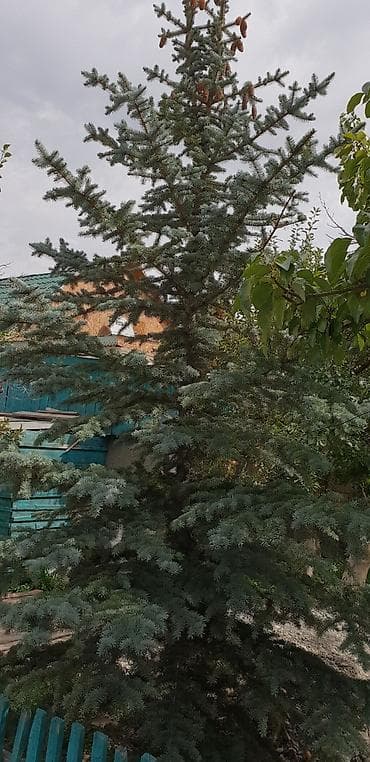 семена хвойных купить: Продаю Тянь-Шаньскую голубую ель — 5