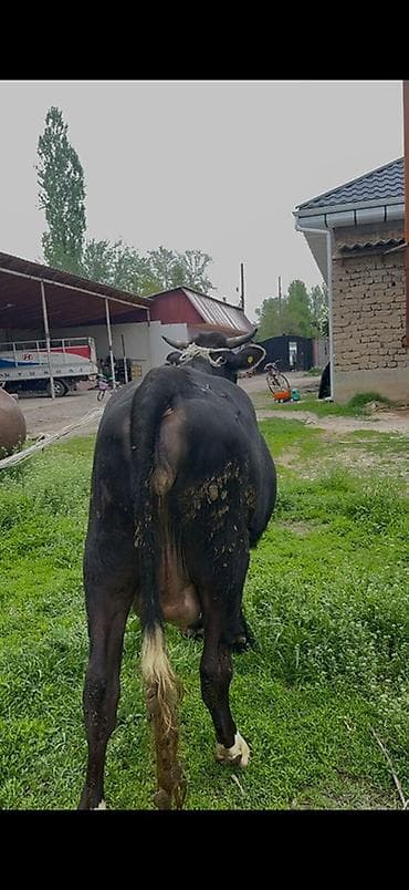 купить сокола в питомнике: Продаю | Корова (самка) | Для молока | После отела — 1