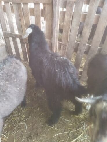 ат жабуу: Сатам | Ургаачы кой (ургаачы) | Аргын | Союуга — 8