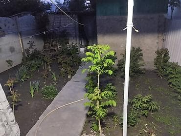 jack 4: Продаю пол дома в рабочем городке4 комнаты3.8 сот,баня,хоз — 2