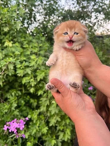 Продажа кошек: Шотландский вислоухий котёнок (скоттиш-фолд), окрас золотая шиншилла — 2