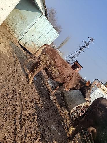 Коровы, быки: Продаю | Корова (самка) | Полукровка | Для молока | Нетель — 3