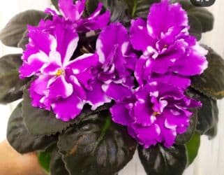 петуния рассада купить: Продаю сортовые, коллекционные фиалки (стандартные, трейлерные,мини и — 22