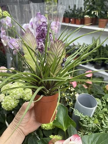 Тилландсия анита (Tillandsia cyanea) в пластиковом горшке. - at lalafo.kg Тилландсия анита (Tillandsia cyanea) в пластиковом горшке. -