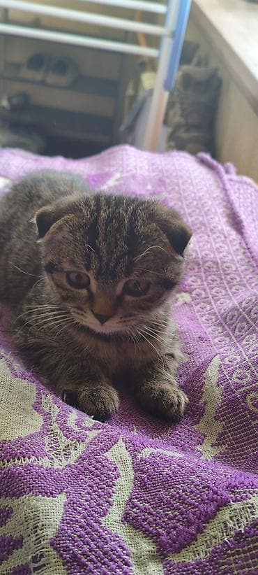 вислоухий кот купить: Скотиш Фолд (Шотландская вислоухая), 2 месяца, Девочка, С прививками — 5