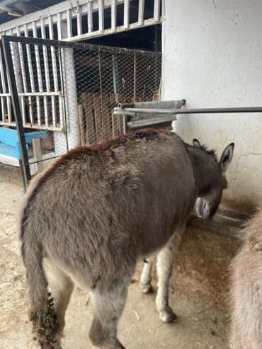 купить попугайчика: Осёл (домашний, серый) - Порода: домашний осёл, компактного роста - — 2