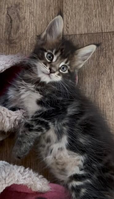 мейн кун бишкек питомник lyubushka купить котенка цена фото: Мейн-кун, 2 месяца, Мальчик, Приучена к лотку — 6