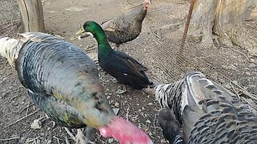 Коровы, быки: Утка (селезень) с насыщенным чёрным оперением с изумрудным отливом — 4