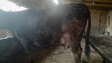 Аквариумы: Продаю | Корова (самка) | Для молока | Привязанные — 1