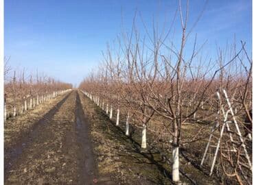 разнорабочий керек: Обрезка любой деревьевещё все сложности лечим больных деревьев стаж — 8