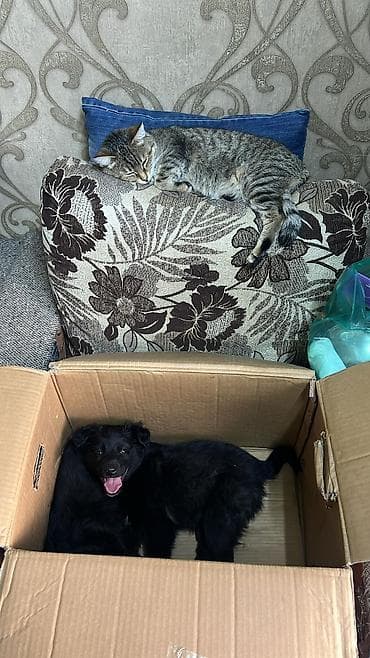 для мальчиков новое: Собака даром: Дворняжка, 2 месяца, Самка — 5