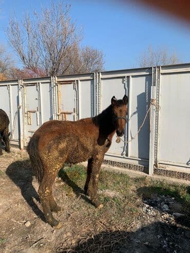 корм для домашних животных: Продаю | Жеребенок | Рабочий — 5