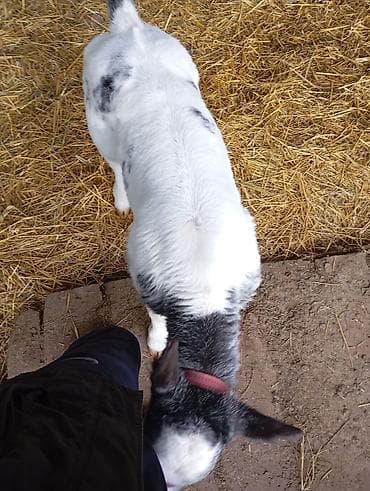 акита ину собака: Продаю | Бык (самец) | Бельгийская | На откорм | Племенные, Искусственник — 3