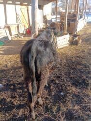 собаку в добрые руки: Продаю | Бык (самец) | На откорм | Привязанные — 6