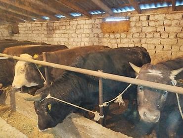 уй сх животное: Продаю | Бык (самец) | На откорм | Привязанные — 8