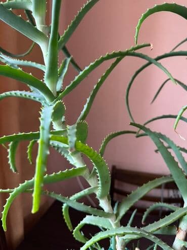 растения для аквариума: Алоэ (столетник) в горшке - Крупное комнатное растение-суккулент с — 5