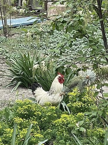 утки белые: Продаю | Петух | Для разведения — 3