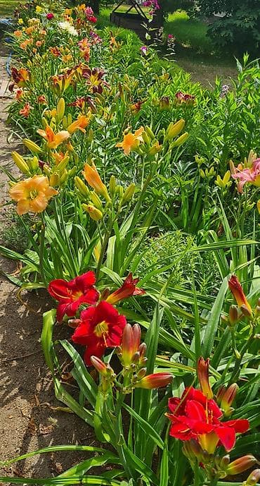 Многолетние лилейники (Hemerocallis) — коллекционные сорта для сада и