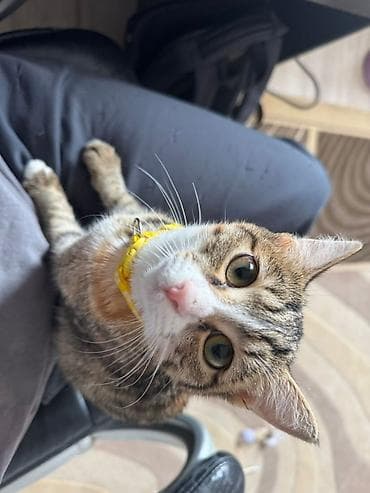 черные коты: 4 месяца, Мальчик, Приучена к лотку, Проглистована, С прививками — 9