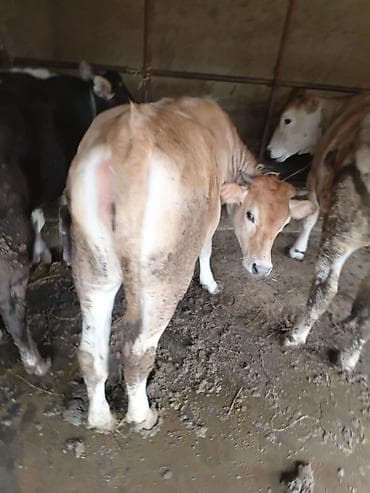 голштин коровы: Продаю | Тёлка | На откорм | Привязанные — 3