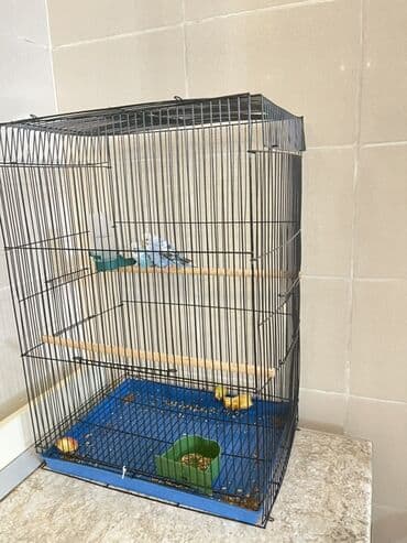 Ковролин: Продаю попугаев и клетку две девочки Подарили не хотим Просторная — 1