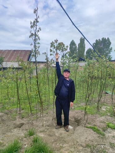 саженцы черного ореха: Көчөттөр дарактардын: Жаңгак дарактары — 3