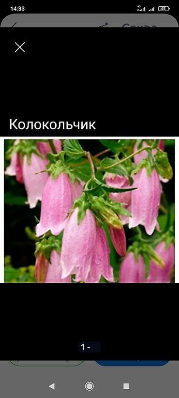 Дербенник цветение продолжительное высота 1,2 куст 250,Барбарис — 5