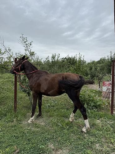 продажа коней: Продаю | Жеребец — 3