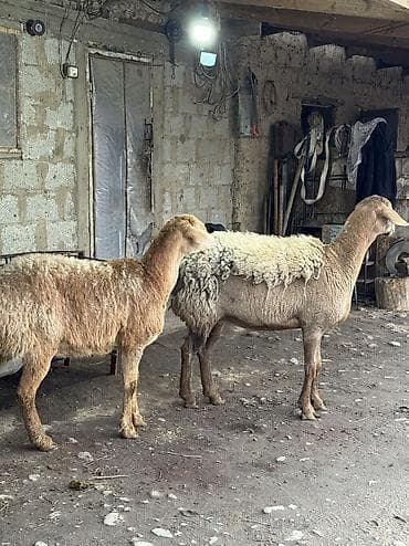 эгер атка: Сатам | Ургаачы кой (ургаачы) | Арашан | Көбөйтүү үчүн | Токту, Козулаган — 5