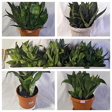 делал: Очищает воздух лучше большинства комнатных растений — это доказано — 2