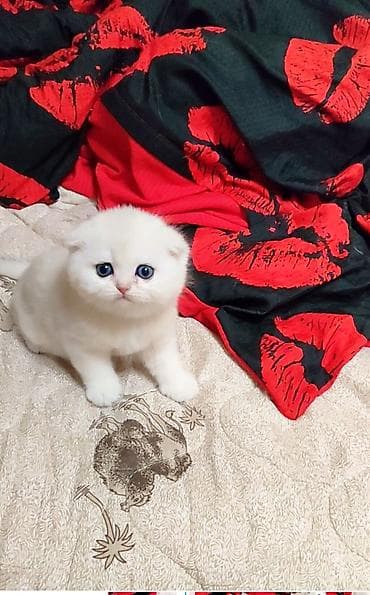 кошеи: Скотиш Фолд (Шотландская вислоухая), 2 месяца, Девочка, Белый — 2