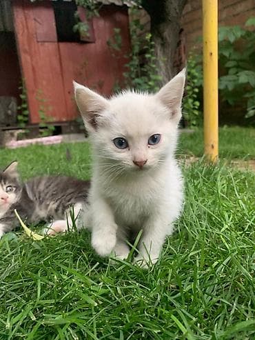 Мышыктар: Отдам в добрые руки. Котята ищут свою семью🐾 🤍 Белая девочка — 1