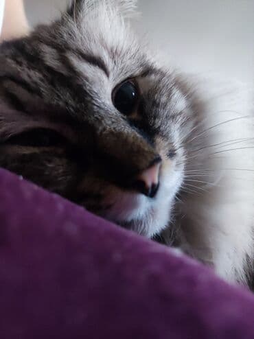 в связи с переездом отдам попугая жако в добрые руки: Более 5 лет, Мальчик, Серый, Кастрирована, Приучена к лотку — 3