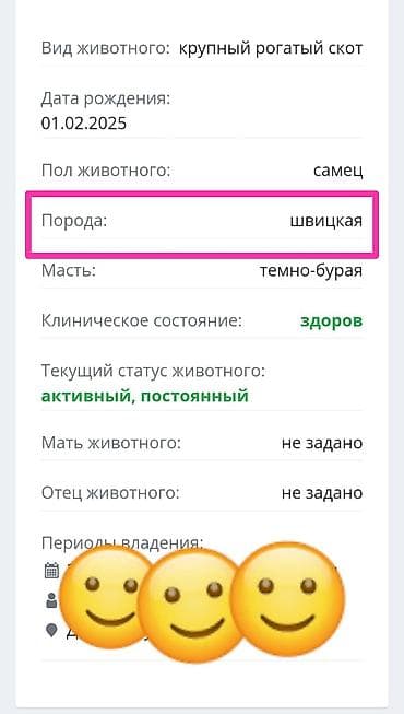 коой: Продаю | Бык (самец) | На откорм | Привязанные — 4