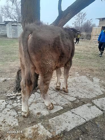 продаю бык: Продаю | Бык (самец) | Швицкая | На откорм | Привязанные — 2