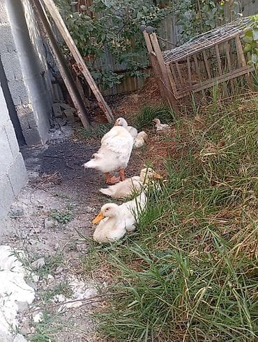 малек осетра купить: Молодняк водоплавающей птицы. все за 1500 с примерно от 2 до 4 недель — 6