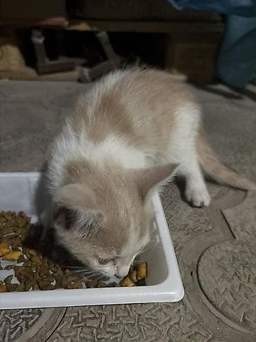 scottish fold: Кошка даром: Беспородная, 2 месяца, Мальчик, Приучена к лотку — 1