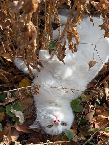 Собаки: Всем здравствуйте. Отдаем кошечку по имени Кнопа в добрые руки по — 2