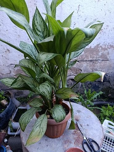 аквариум балыктары: Аглаонема (Aglaonema) в горшке — декоративно-лиственное комнатное — 1