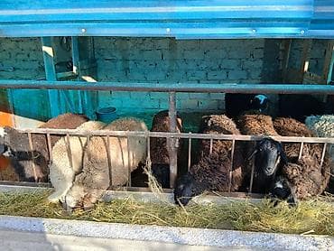 Продаю | Овца (самка) | Арашан, Гиссарская | На забой, Для разведения | Матка