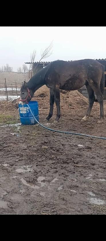 Продаю | Жеребец | Конный спорт