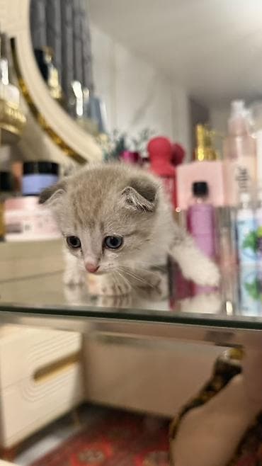 Шотландский вислоухий котёнок (Scottish Fold) - Окрас