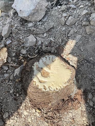 саженцы тополя: 🌱 Продаётся саженец ферула (чайр) двухлетний — первый сорт ✅ Крепкий — 4