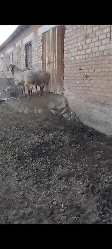 о шамо сотка: Продаю | Баран (самец) | Арашан | Для разведения | Осеменитель — 7